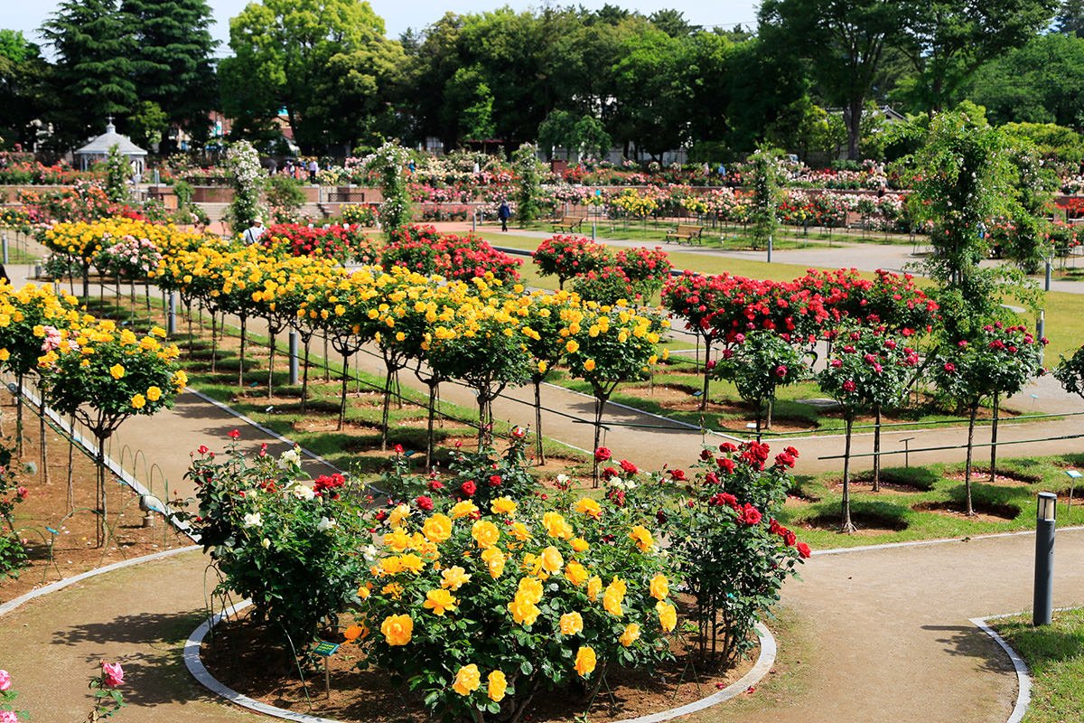 🌹 시키시마 공원 카도쿠라 테크노 장미원(시키시마코우엔 카도쿠라 테크노 바라엔)